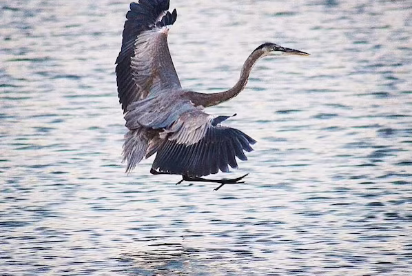 San José Estuary nature reserve near Secrets Puerto Los Cabos Golf & Spa Resort with scenic wetlands and wildlife