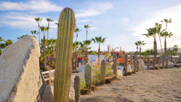 Wirikuta Botanical Cactus Garden near Secrets Puerto Los Cabos Golf & Spa Resort with desert landscapes and native cactus collection
